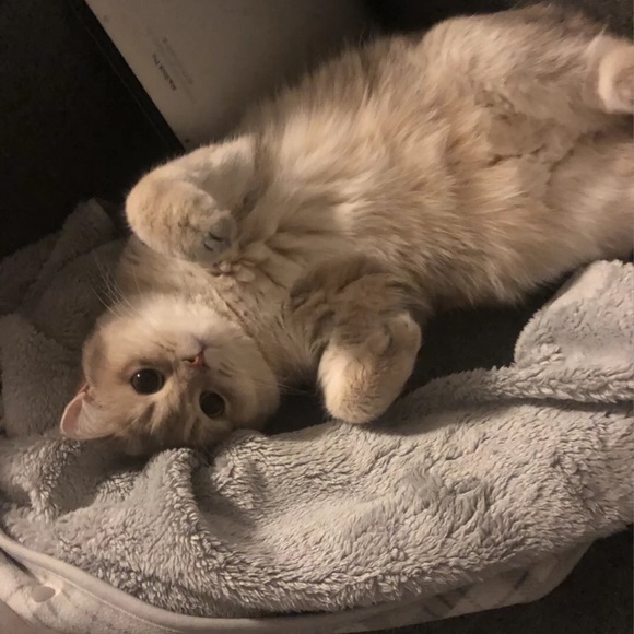 Meet your Posher, Cindy - Picture 1 of 1